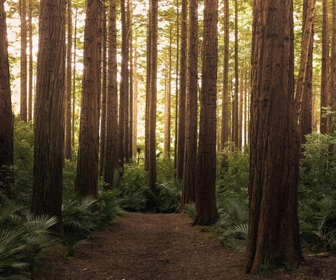 Peaceful redwood forest in Santa Cruz with sunlight filtering through tall trees, perfect setting for forest bathing experiences