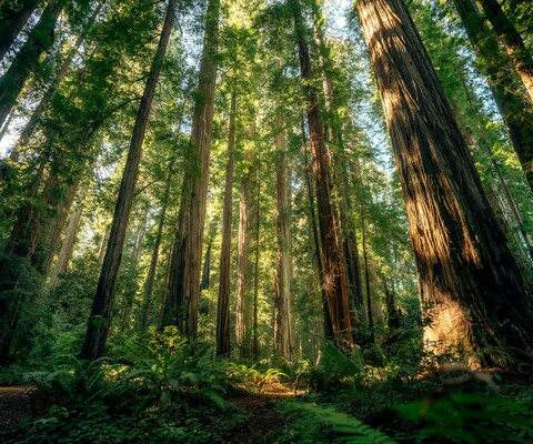 Peaceful redwood forest in Santa Cruz with sunlight filtering through tall trees, perfect setting for forest bathing experiences