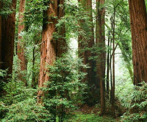 Peaceful redwood forest in Santa Cruz with sunlight filtering through tall trees, perfect setting for forest bathing experiences