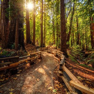 Old growth redwood forest in Santa Cruz