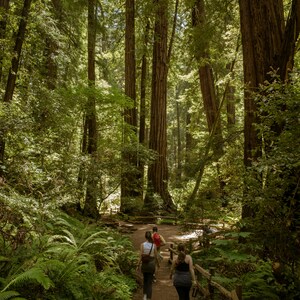 Team reset experience in the redwoods