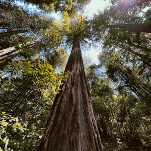 Executive retreat in the redwoods