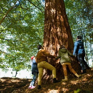 Group forest bathing experience