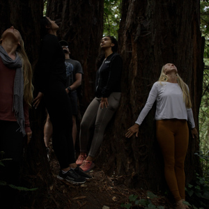 Celebration forest bathing experience